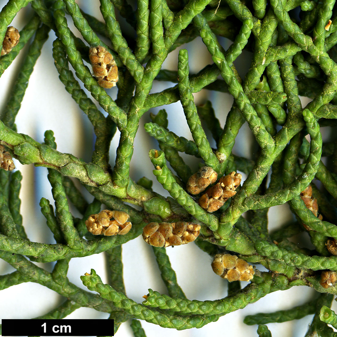 High resolution image: Family: Cupressaceae - Genus: Cupressus - Taxon: goveniana - SpeciesSub: var. abramsiana